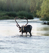 Монокуляр Bushnell